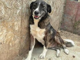 Lesi sucht ihr Für-immer-Zuhause