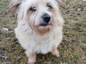 Lotte auf Pflegestelle in 99441 Magdala sucht ihr Für-immer-Zuhause