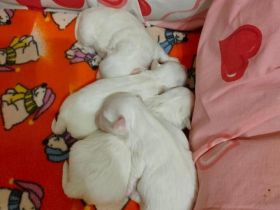 Malteser Babys,Welpen in liebevolle Familien abzugeben