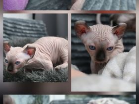Elf Sphynx Kitten Jungs