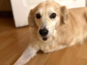 Wurstl in 16775 Löwenberger Land sucht sein Für-immer-Zuhause