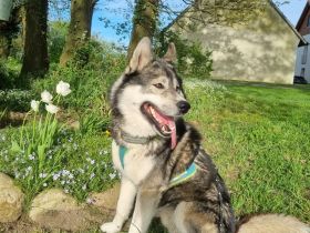 Von der Goldenen Burg