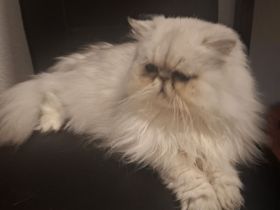 🐾 Liebevolles Zuhause gesucht für ruhige Perserkatze (4 Jahre) 🐾