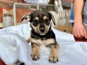 Kleine Hundeseele Merle sucht Rettung