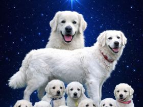 Welpen Slowakischer cuvac mit Pedigree