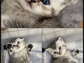 Liebevolle BKH Kitten suchen ein neues Zuhause