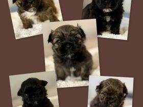 Shih Tzu/Bolonka Welpen