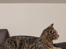 Europäische Kurzhaar