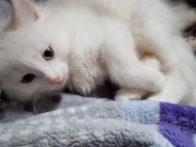 Liebevolles Zuhause bei Tierfreunden gesucht