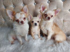 Chihuahua Welpen