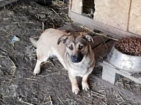 Kira, lieb und verspielt