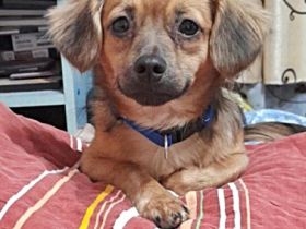 Tasha, lieb und menschenbezogen