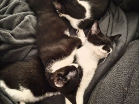 Trio sucht dringend neues Zuhause