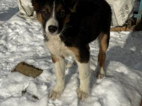 Border Collie Welpen