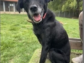 Gina, Mischlingshündin, geb. 2014, fitte Seniorin auf 3 Beinen