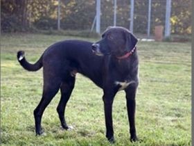 Diago, Mischlingsrüde, geb. 2022, noch etwas schreckhaft, gern als Zweithund