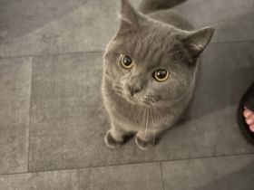 Reinrassiger Britisch Kurz Haar  Kater abzugeben