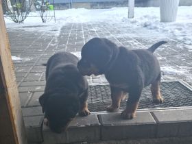 Rottweiler Dobermann Mix Welpen