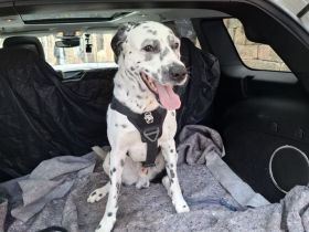 Dalmatiner Australian Shepherd