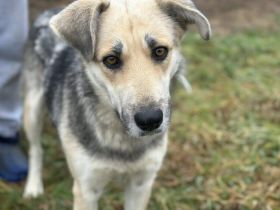 Zauberhafte Shila sucht ihre Menschen