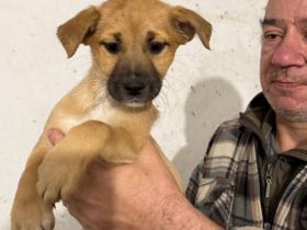 Wer schenkt Peppermint Patty sein Herz?