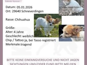 Hündin Entlaufen/Gestohlen