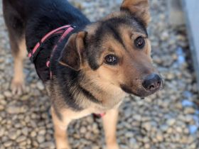 Lebensfrohe Chiara sucht ein Zuhause