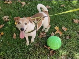 Jack Russel Romil sucht ein neues Zuhause