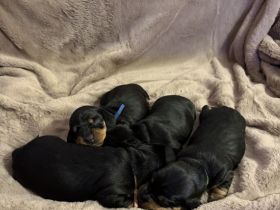 Dackel Welpen Standard Kurzhaar