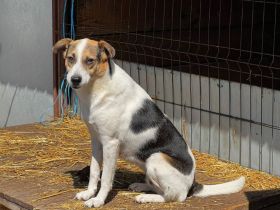 Coco | Hündin, kastriert | *2020