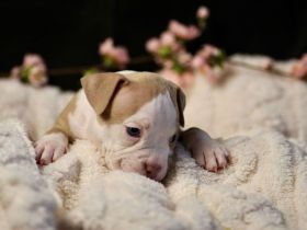 Exklusive American Bully Welpen: Jetzt kennenlernen und verlieben!