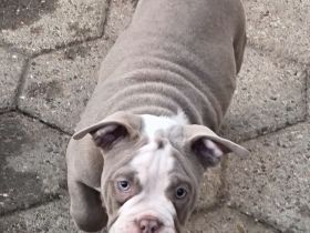 Exklusive American Bully Welpen : Jetzt kennenlernen und verlieben!