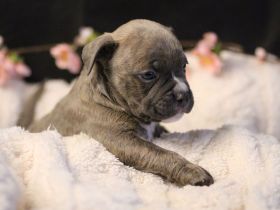 Exklusive American Bully Welpen: Jetzt kennenlernen und verlieben!
