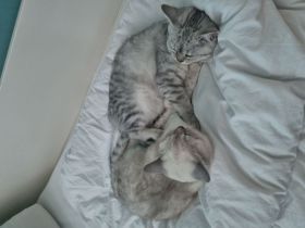 2 Bkh Katzen, Silver-shaded und Grau-weiß getigert