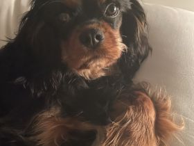 Cavalier King Charles Spaniel