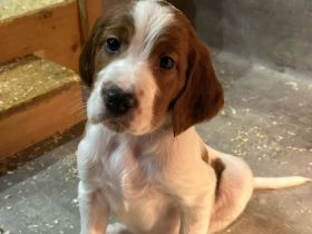 Irish Red and White Setter zu verkaufen