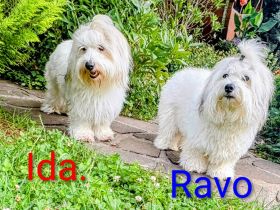 Coton de Tulear Welpen