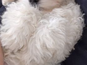 Malteser-Welpe (Rüde) sucht liebevolles Zuhause