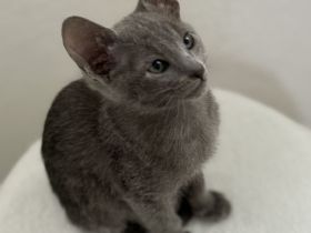 OKH Orientalisch Kurzhaar × Russisch Blau – Exklusive, verschmuste Kitte