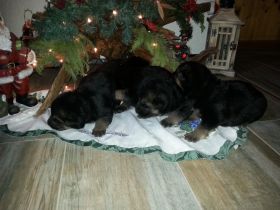 Verkaufe deutsche Schäferhund Welpen