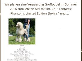 Wurfplanung reinrassiger Großpudelwelpen im Sommer 2026 im Kennel der " Fantastic Phantoms "