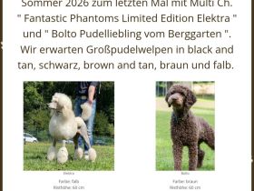 Reinrassige, wunderschöne Großpudelwelpen im Sommer 2026 im Kennel der " Fantastic Phantoms "