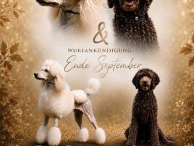 Reinrassige, wunderschöne Großpudelwelpen im Sommer 2026 im Kennel der " Fantastic Phantoms "