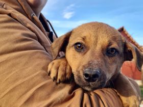 Unser kleines Goldstück Bea
