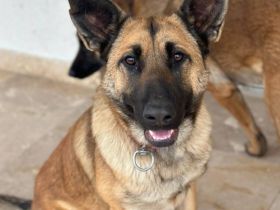 Energiebündel Alva sucht ihre Bezugsperson