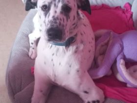 Nala sucht ein neues schönes Zuhause