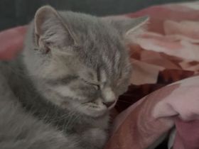 Schottische Straight katze