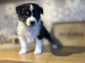Australian Shepherd Welpen Black Tri
