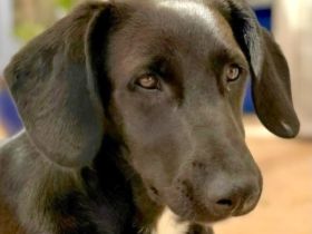 Suzie 2, weiblicher Mischling