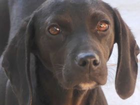 Dobby 2 und Potter, männliche Mischlinge